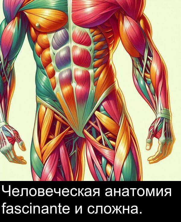 анатомия: Человеческая анатомия fascinante и сложна.