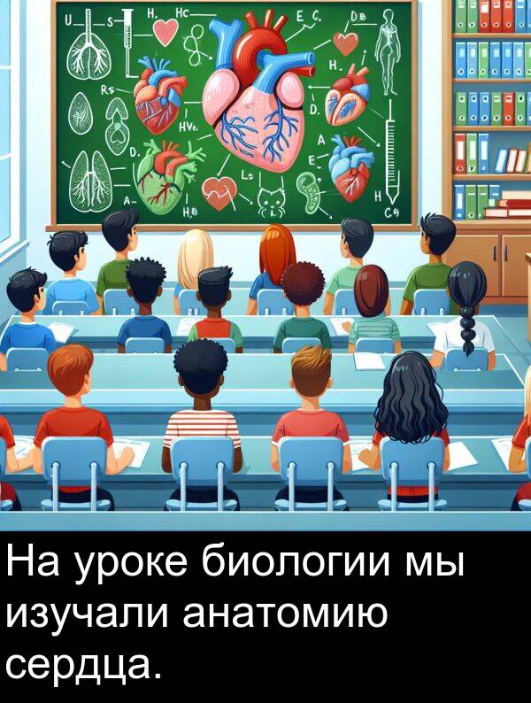 уроке: На уроке биологии мы изучали анатомию сердца.
