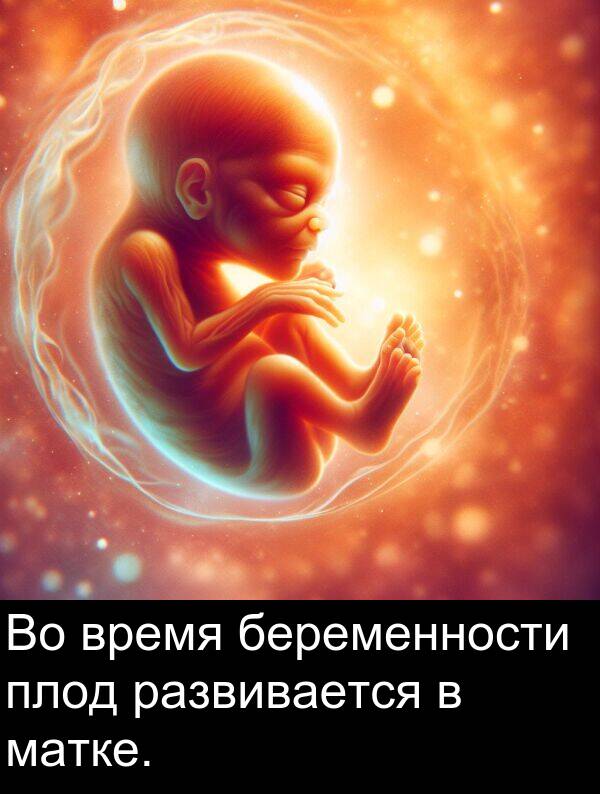 время: Во время беременности плод развивается в матке.