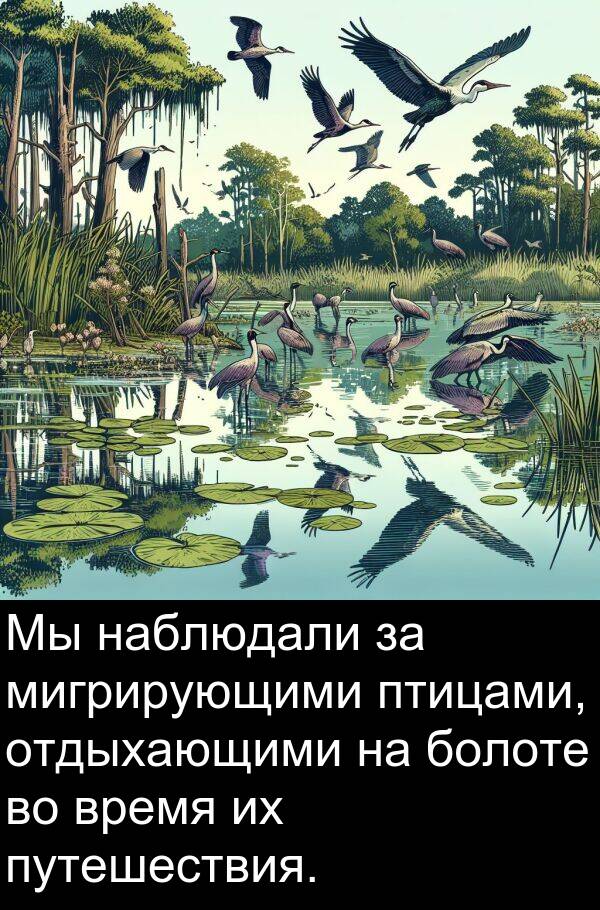 путешествия: Мы наблюдали за мигрирующими птицами, отдыхающими на болоте во время их путешествия.
