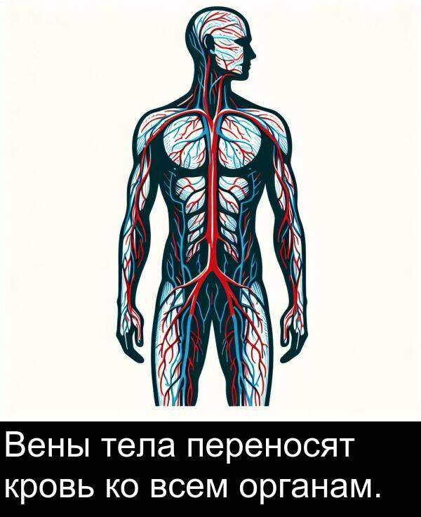 кровь: Вены тела переносят кровь ко всем органам.