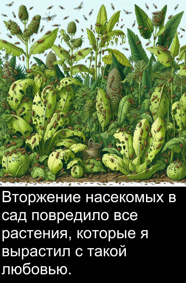 вырастил: Вторжение насекомых в сад повредило все растения, которые я вырастил с такой любовью.