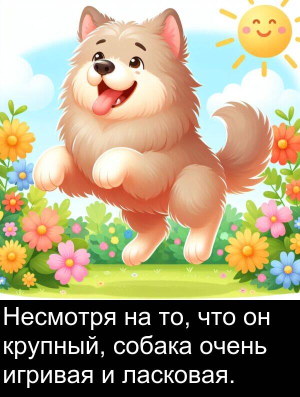 крупный: Несмотря на то, что он крупный, собака очень игривая и ласковая.