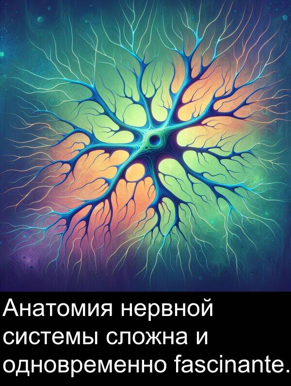 одновременно: Анатомия нервной системы сложна и одновременно fascinante.
