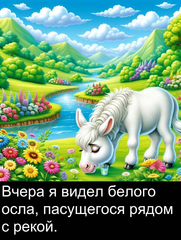 видел: Вчера я видел белого осла, пасущегося рядом с рекой.