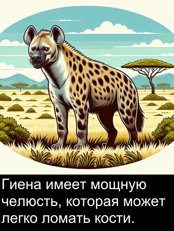 кости: Гиена имеет мощную челюсть, которая может легко ломать кости.