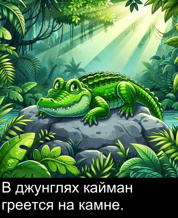 кайман: В джунглях кайман греется на камне.