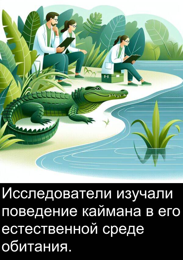 каймана: Исследователи изучали поведение каймана в его естественной среде обитания.