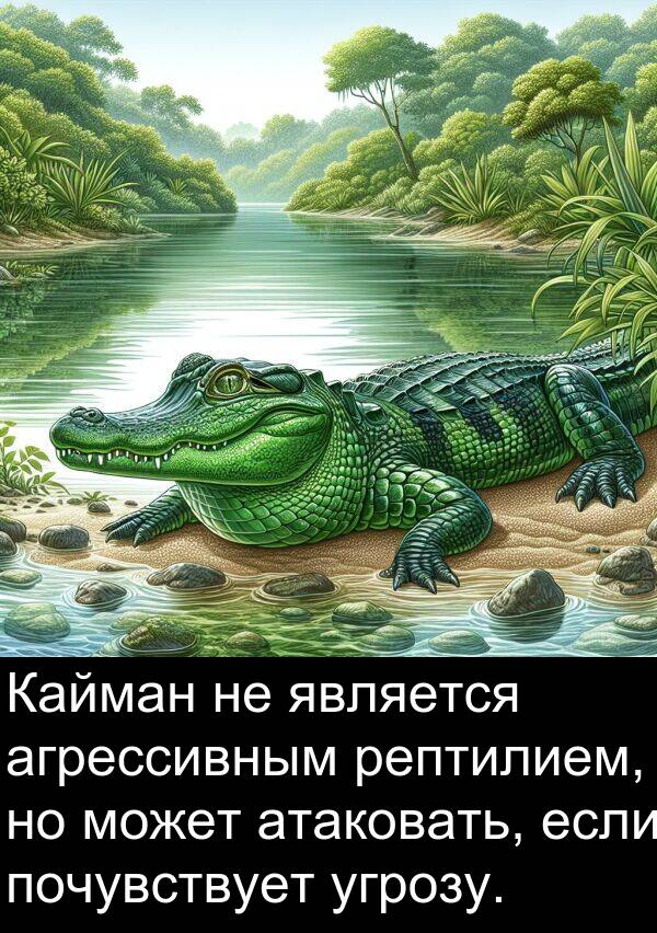 почувствует: Кайман не является агрессивным рептилием, но может атаковать, если почувствует угрозу.