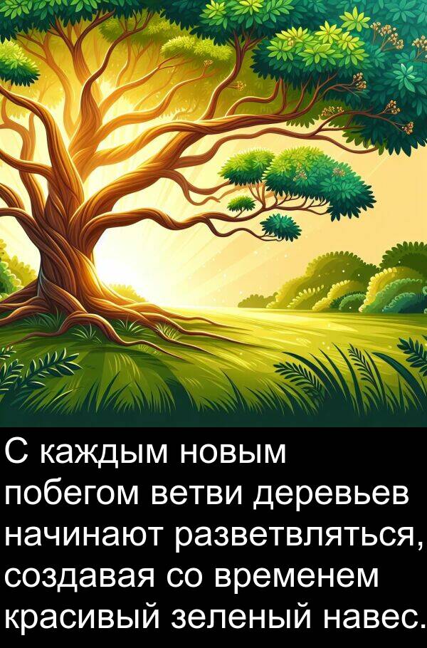 красивый: С каждым новым побегом ветви деревьев начинают разветвляться, создавая со временем красивый зеленый навес.