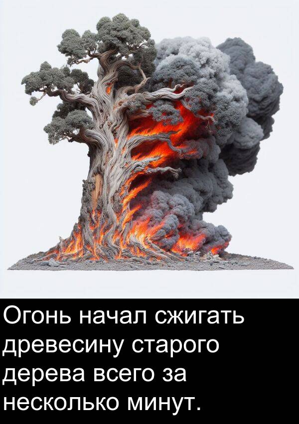 всего: Огонь начал сжигать древесину старого дерева всего за несколько минут.