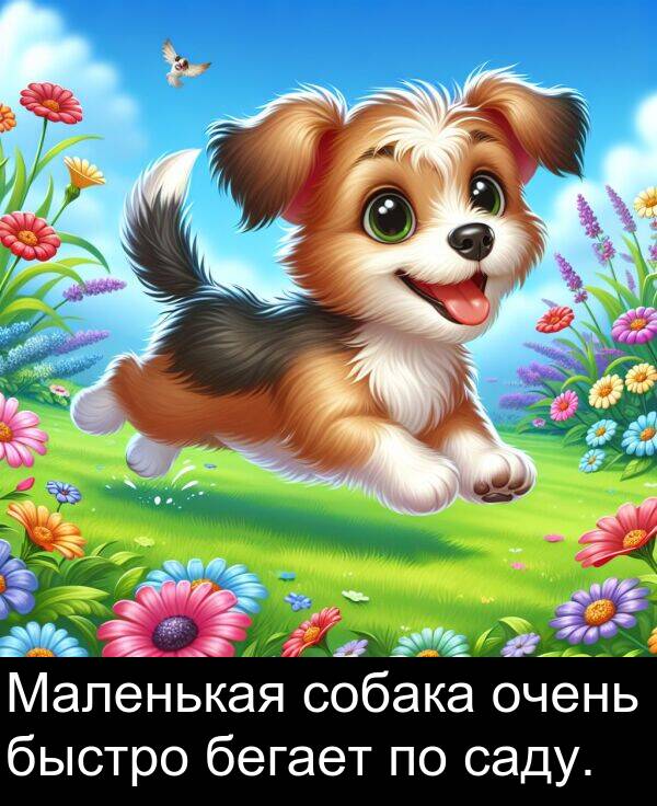 саду: Маленькая собака очень быстро бегает по саду.