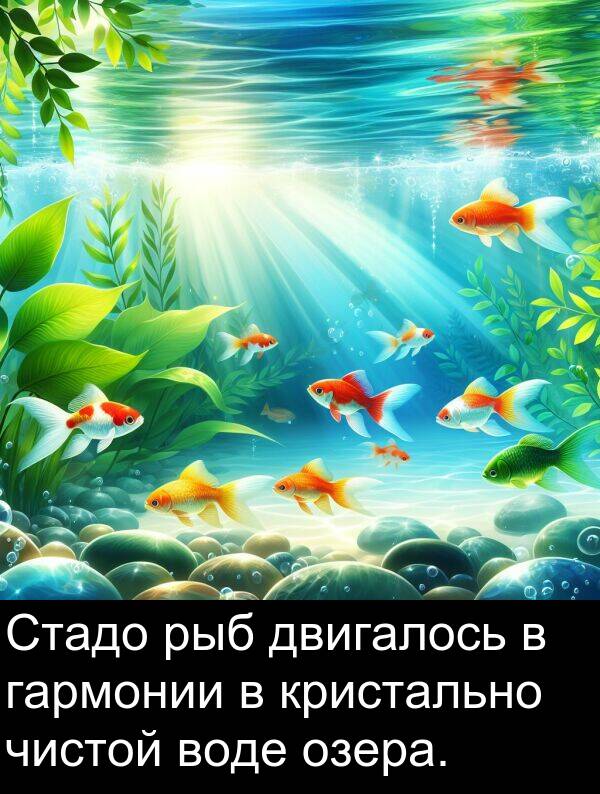 кристально: Стадо рыб двигалось в гармонии в кристально чистой воде озера.