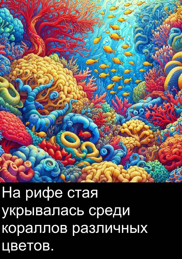 кораллов: На рифе стая укрывалась среди кораллов различных цветов.