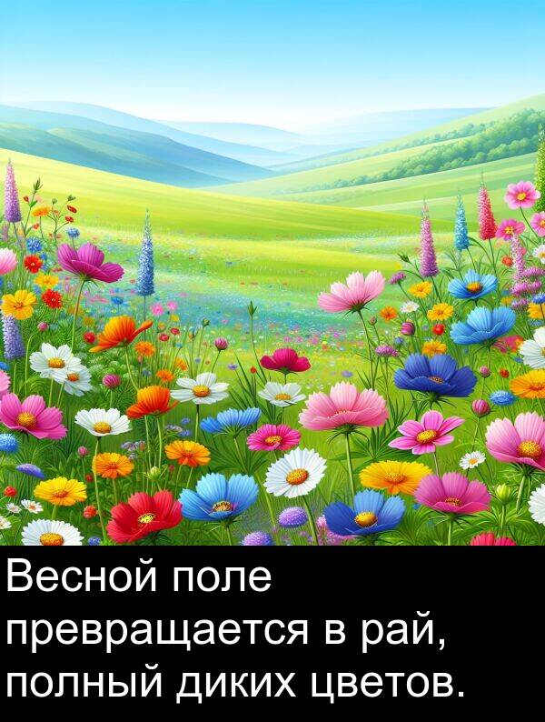 полный: Весной поле превращается в рай, полный диких цветов.