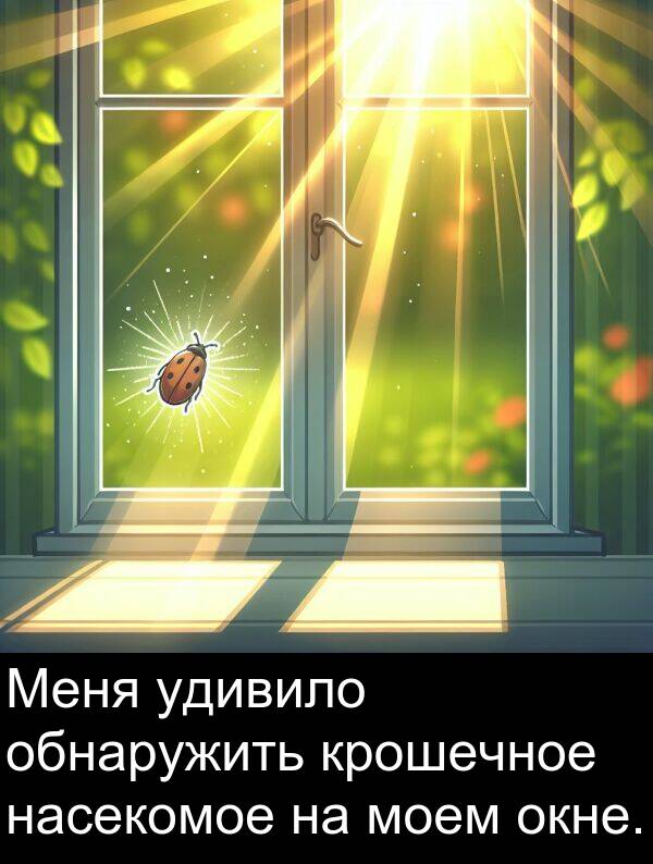 крошечное: Меня удивило обнаружить крошечное насекомое на моем окне.