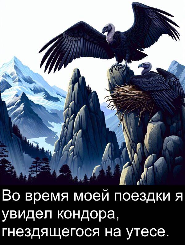 кондора: Во время моей поездки я увидел кондора, гнездящегося на утесе.