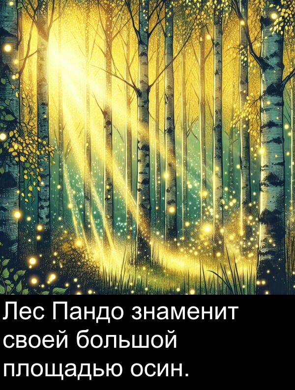 своей: Лес Пандо знаменит своей большой площадью осин.