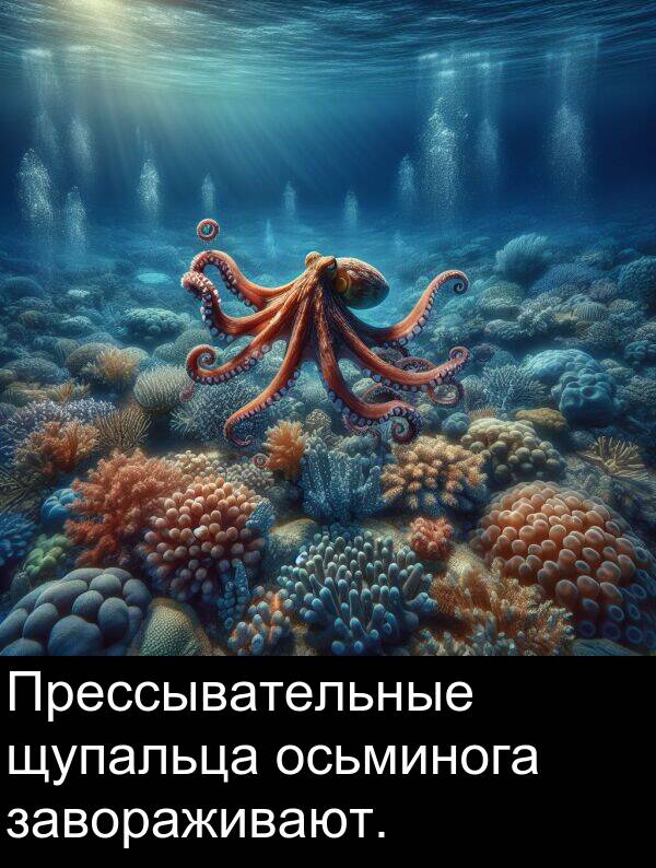 завораживают: Прессывательные щупальца осьминога завораживают.