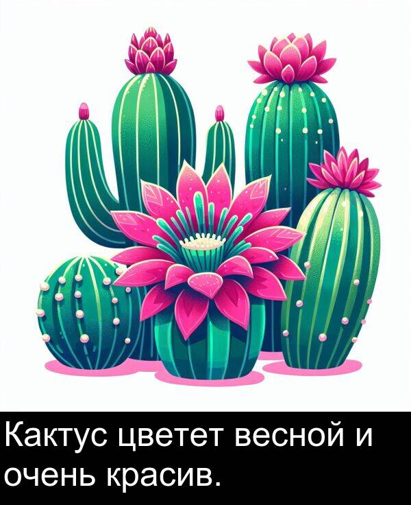 красив: Кактус цветет весной и очень красив.