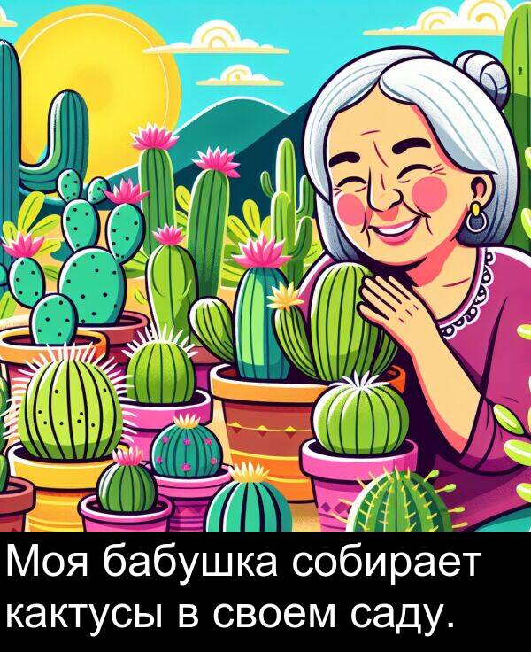саду: Моя бабушка собирает кактусы в своем саду.