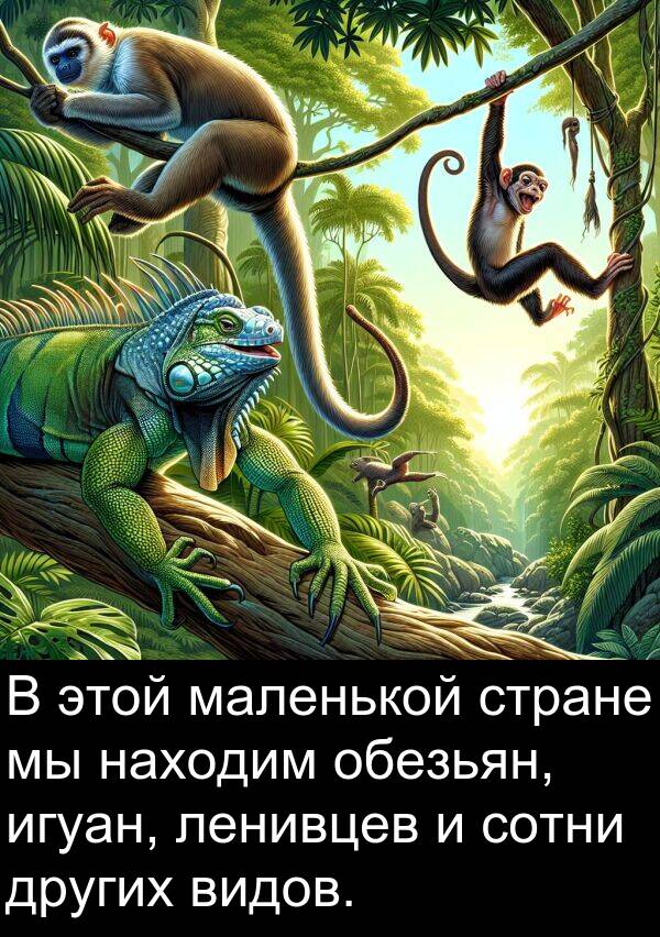 сотни: В этой маленькой стране мы находим обезьян, игуан, ленивцев и сотни других видов.