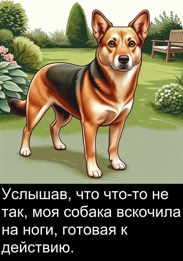 вскочила: Услышав, что что-то не так, моя собака вскочила на ноги, готовая к действию.