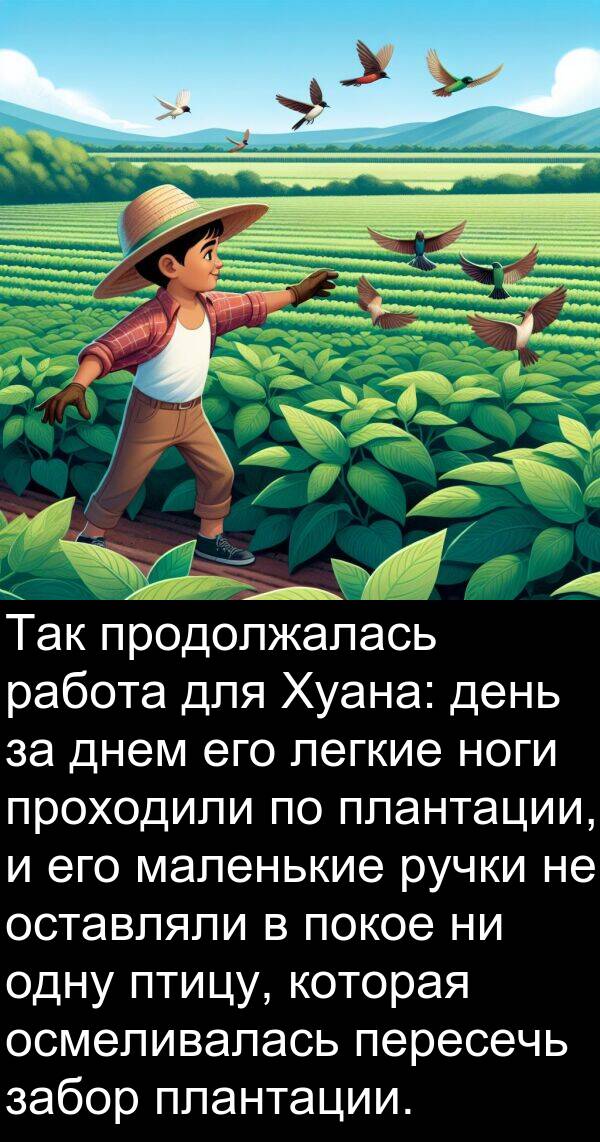 продолжалась: Так продолжалась работа для Хуана: день за днем его легкие ноги проходили по плантации, и его маленькие ручки не оставляли в покое ни одну птицу, которая осмеливалась пересечь забор плантации.