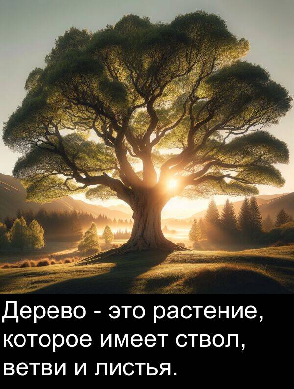 которое: Дерево - это растение, которое имеет ствол, ветви и листья.