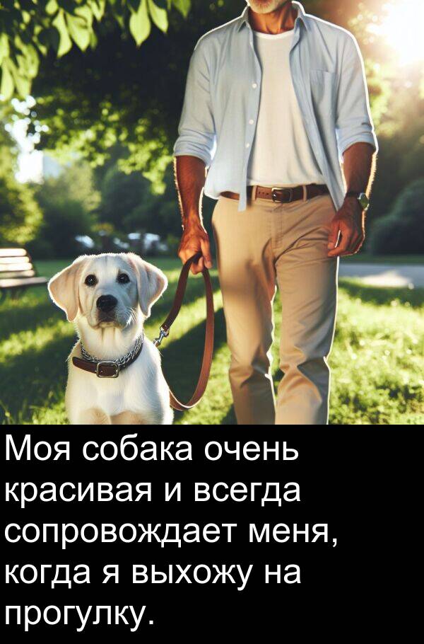 прогулку: Моя собака очень красивая и всегда сопровождает меня, когда я выхожу на прогулку.