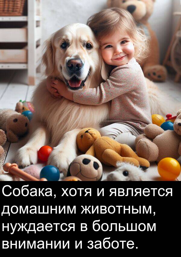 животным: Собака, хотя и является домашним животным, нуждается в большом внимании и заботе.