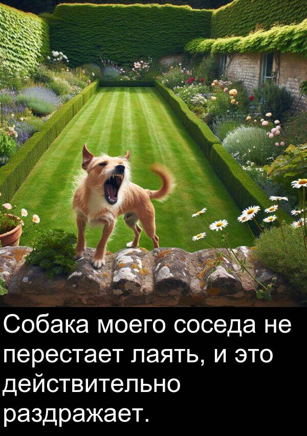 соседа: Собака моего соседа не перестает лаять, и это действительно раздражает.