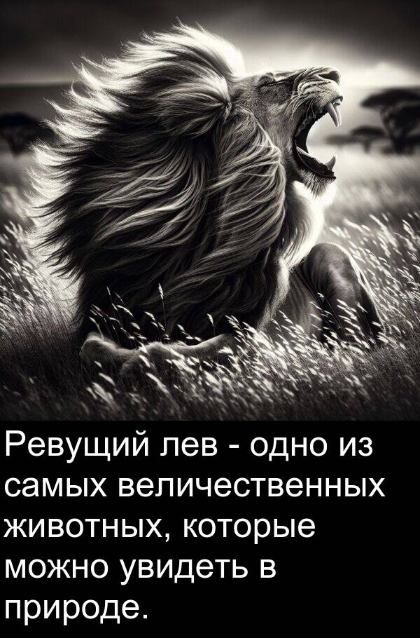 природе: Ревущий лев - одно из самых величественных животных, которые можно увидеть в природе.