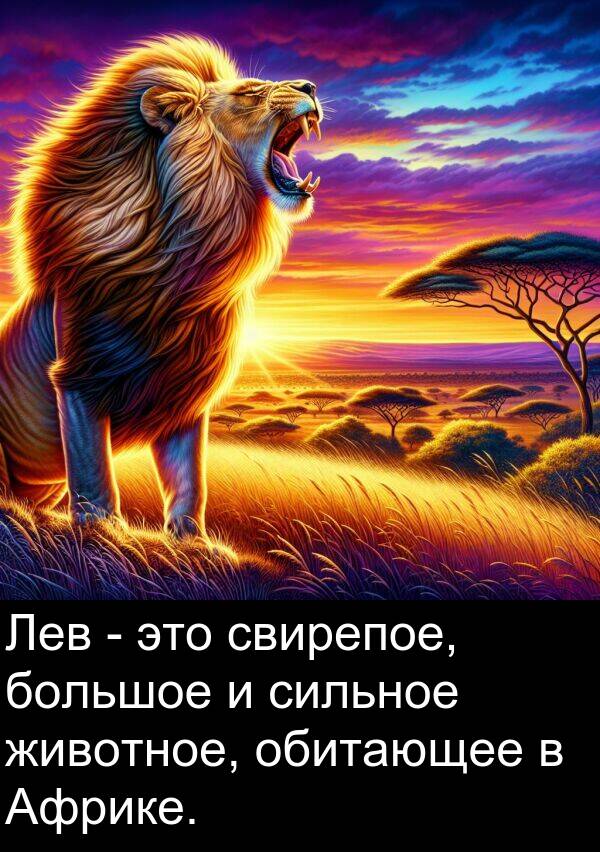 свирепое: Лев - это свирепое, большое и сильное животное, обитающее в Африке.