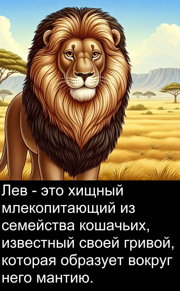 кошачьих: Лев - это хищный млекопитающий из семейства кошачьих, известный своей гривой, которая образует вокруг него мантию.