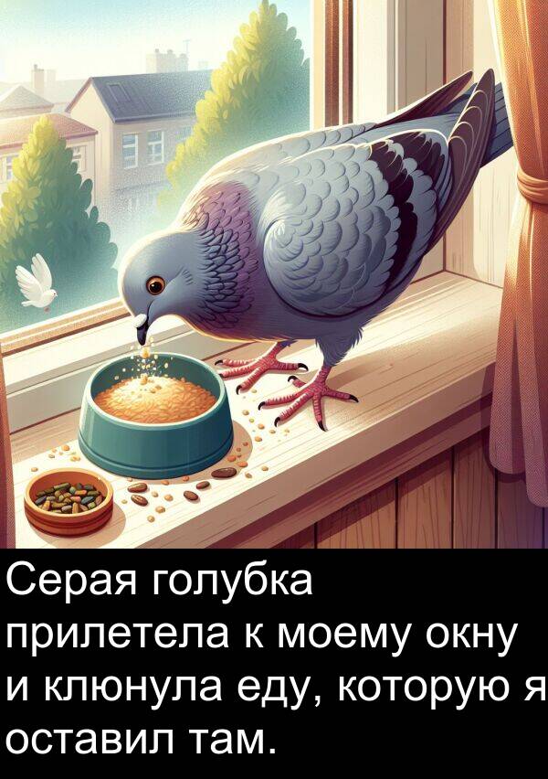 прилетела: Серая голубка прилетела к моему окну и клюнула еду, которую я оставил там.