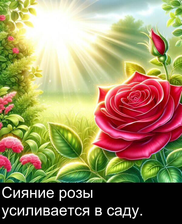 саду: Сияние розы усиливается в саду.