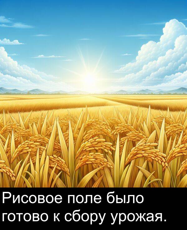 урожая: Рисовое поле было готово к сбору урожая.