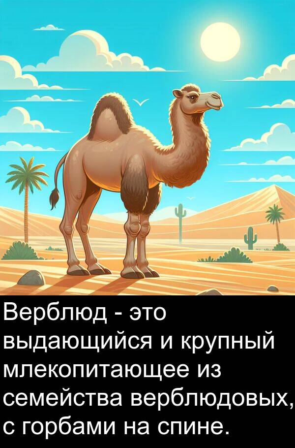 крупный: Верблюд - это выдающийся и крупный млекопитающее из семейства верблюдовых, с горбами на спине.