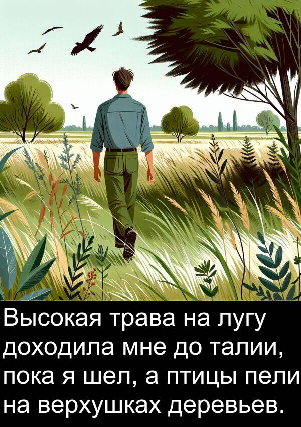 верхушках: Высокая трава на лугу доходила мне до талии, пока я шел, а птицы пели на верхушках деревьев.