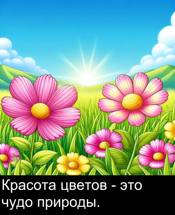 природы: Красота цветов - это чудо природы.