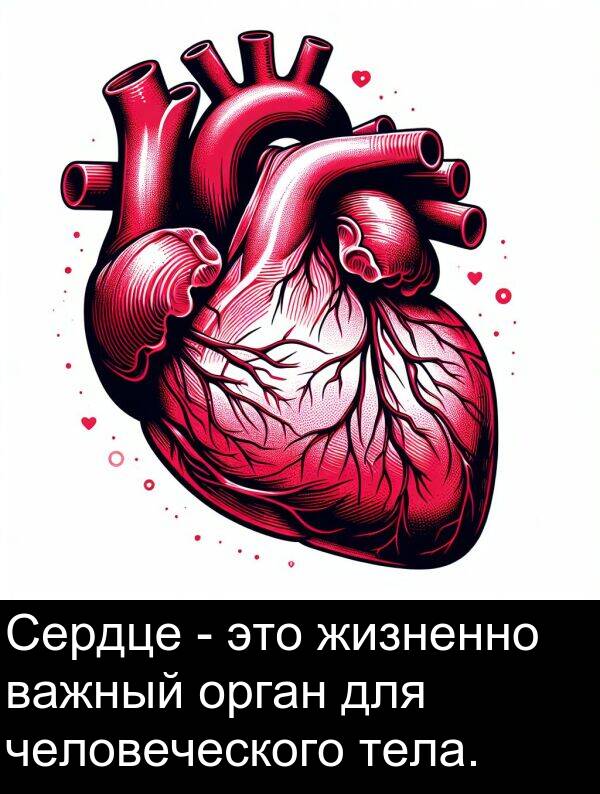 важный: Сердце - это жизненно важный орган для человеческого тела.