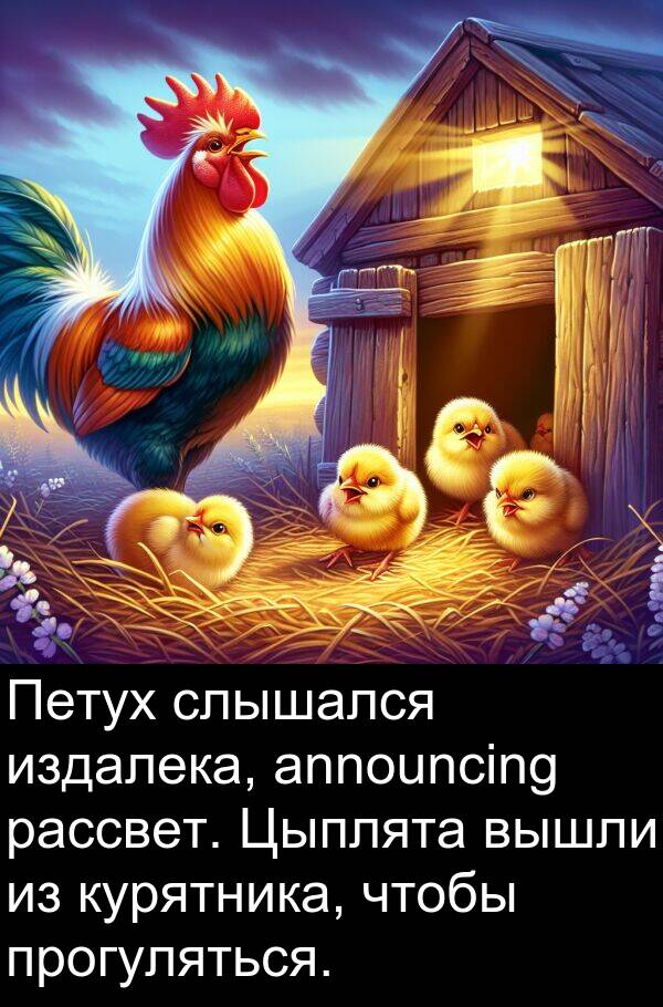 прогуляться: Петух слышался издалека, announcing рассвет. Цыплята вышли из курятника, чтобы прогуляться.