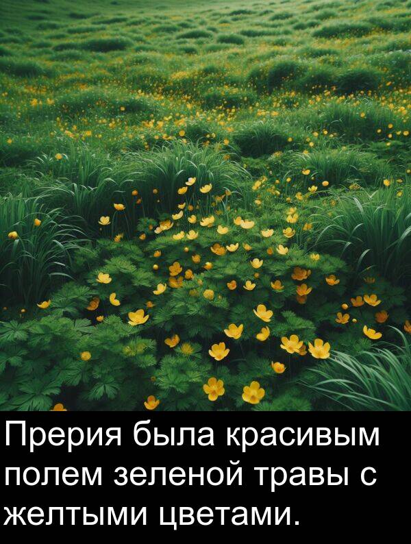 красивым: Прерия была красивым полем зеленой травы с желтыми цветами.