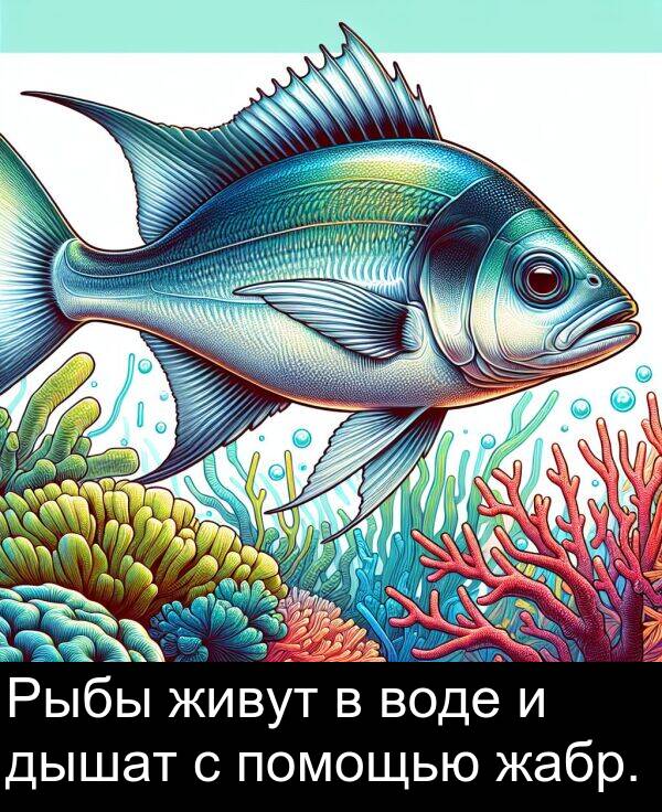 жабр: Рыбы живут в воде и дышат с помощью жабр.
