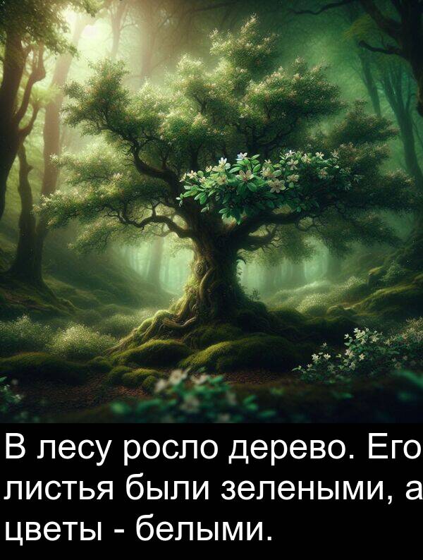 цветы: В лесу росло дерево. Его листья были зелеными, а цветы - белыми.