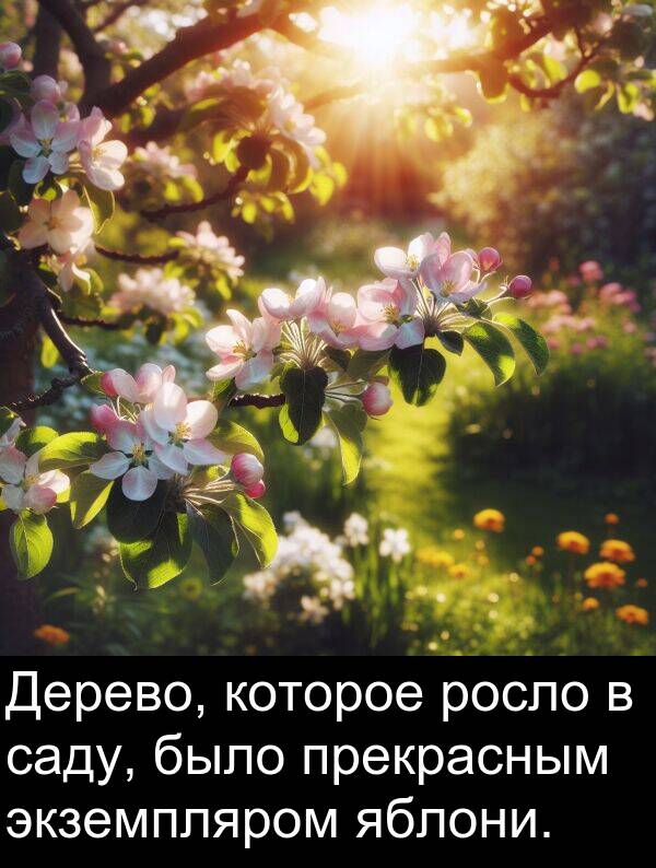 которое: Дерево, которое росло в саду, было прекрасным экземпляром яблони.