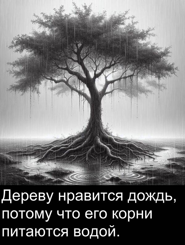 потому: Дереву нравится дождь, потому что его корни питаются водой.