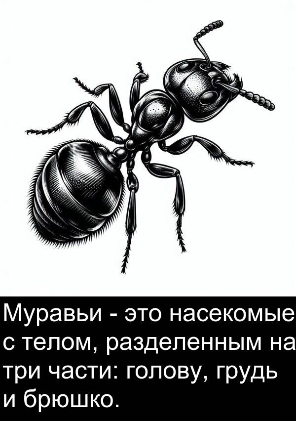 части: Муравьи - это насекомые с телом, разделенным на три части: голову, грудь и брюшко.