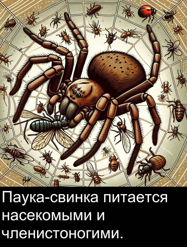 насекомыми: Паука-свинка питается насекомыми и членистоногими.